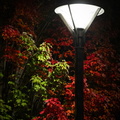Red tree at night, lamp post's delight