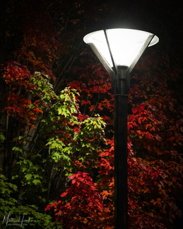 Red tree at night, lamp post's delight
