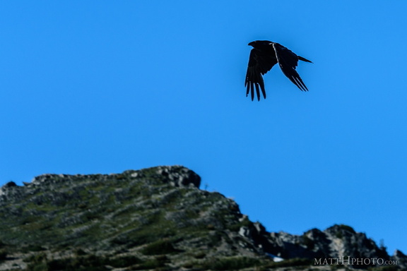Rainier Raven