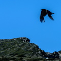 Rainier Raven