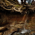 Kalaloch Tree Cave