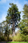 Lake Quinault Spruce