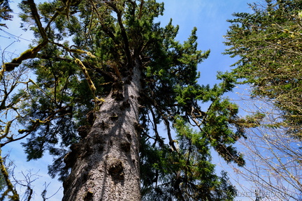 Lake Quinault Spruce