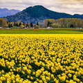 Valley of the Daffodil