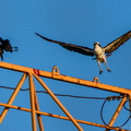 You crows get off my crane!