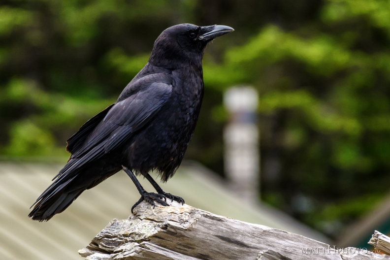 There's a difference between crows and blackbirds