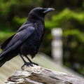 There's a difference between crows and blackbirds