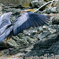 Heron on the Rocks