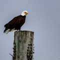 Eagle on post
