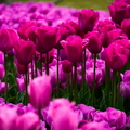 Washington Tulips