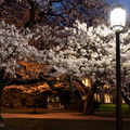Night of the Cherry Blossoms