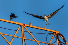 You crows get off my crane!