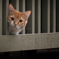 Orange Onlooker