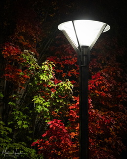 Red tree at night, lamp post's delight