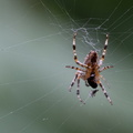 Spider & snack