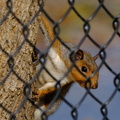 Unsecret squirrel