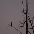 Solitude