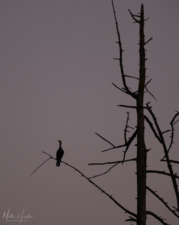 Solitude