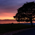 Just a tree