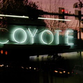 coyote