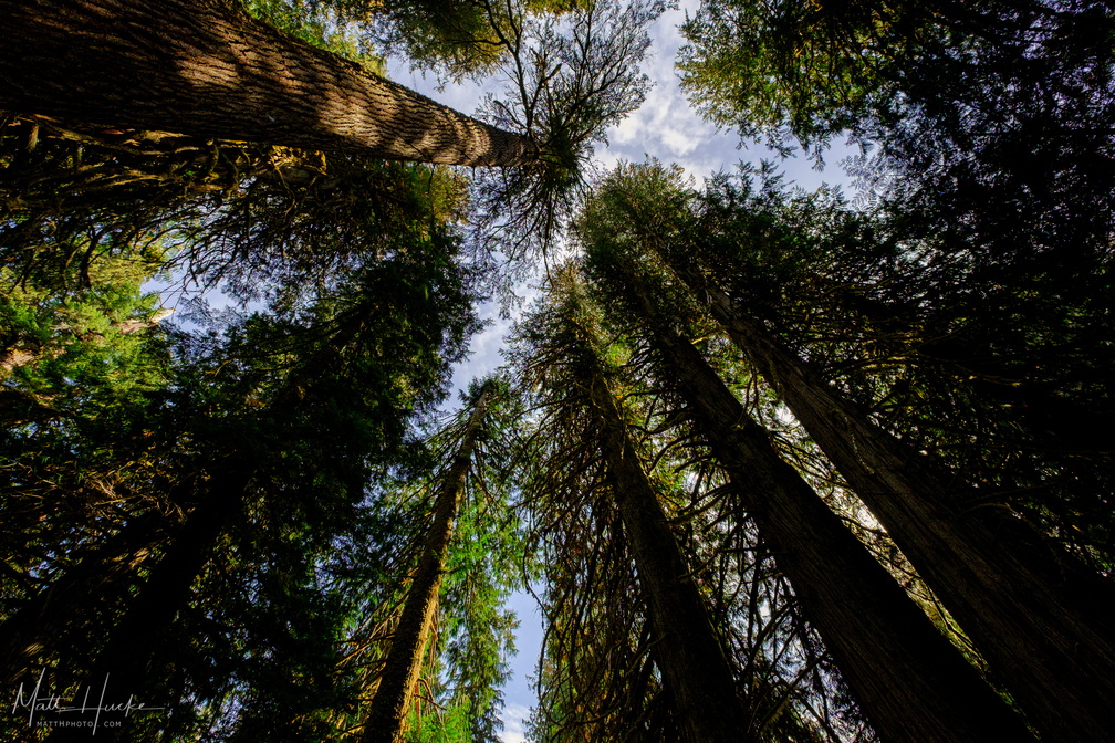 The Parliament of Trees