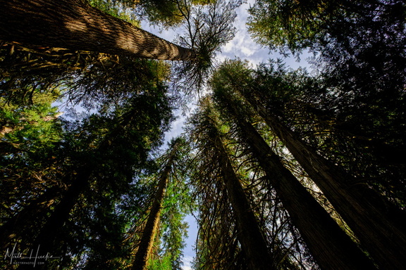 The Parliament of Trees