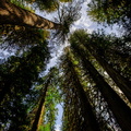 The Parliament of Trees