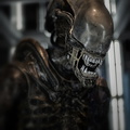 Xenomorph