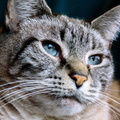 flickr-24408226927.jpg