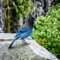 flickr-37363231561.jpg