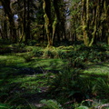 This is the forest primeval, the murmuring pines and the hemlocks.