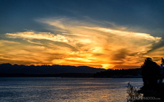 Puget's Gold II