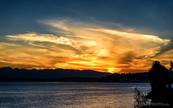 Puget's Gold II