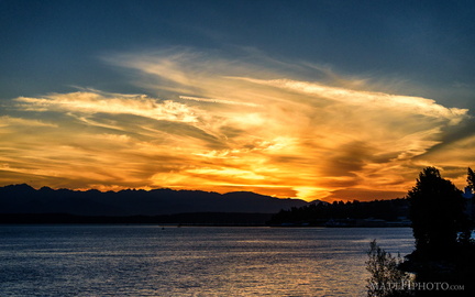 Puget's Gold II