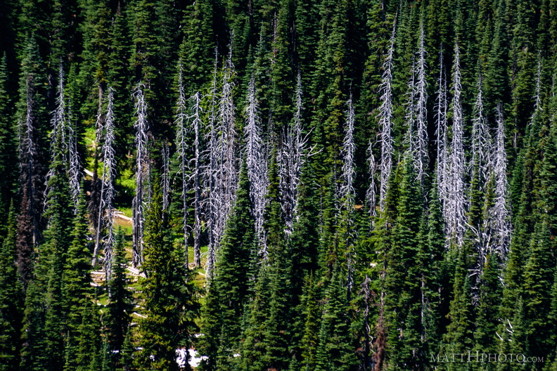 flickr-35276640723.jpg