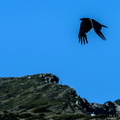 Rainier Raven