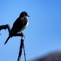 Eastern Kingbird