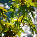 Leaf and River