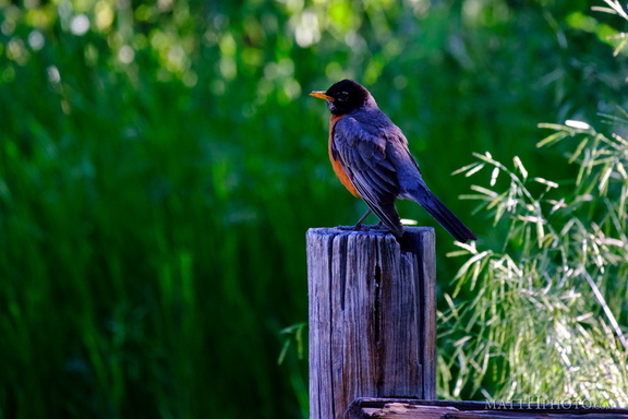 Robin on a post