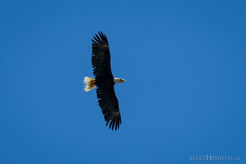 flickr-35145910720.jpg