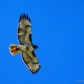 Above us, Osprey