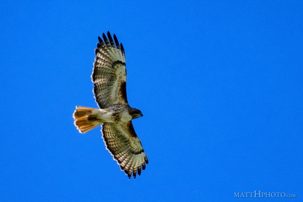Above us, Osprey
