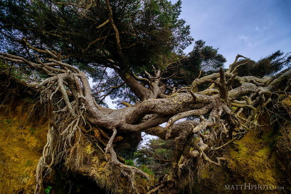 Kalaloch Tree Cave