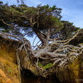 Kalaloch Tree of Life