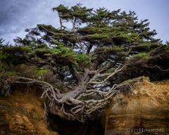 Kalaloch Tree of Life