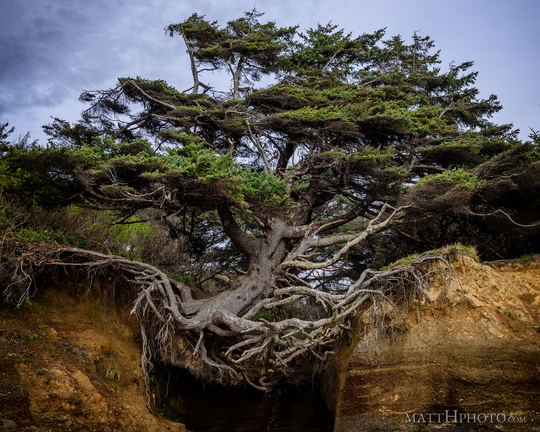 Kalaloch Tree of Life
