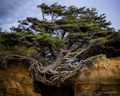 Kalaloch Tree of Life