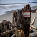 Beach Logs Kill