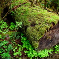 Green is the log