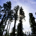 Firs for the fir god!